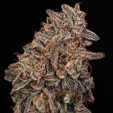 Banana Cream Sundae Strain Feminized Marijuana Seeds