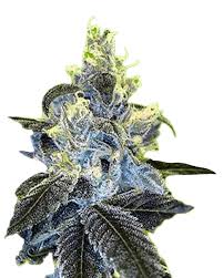 banana sundae strain feminized marijuana seeds