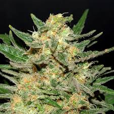 Berry White Strain Feminized Marijuana Seeds