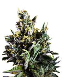 Big Bang Strain Feminized Marijuana Seeds