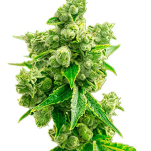 big bud strain feminized cannabis seeds