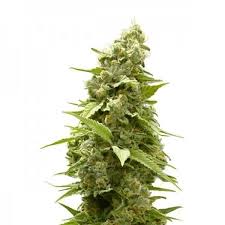 Birthday Cake Strain Feminized Marijuana Seeds
