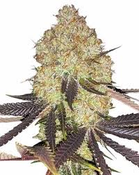 biscotti strain feminized marijuana seeds