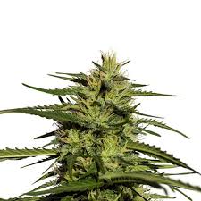 black cherry og strain feminized marijuana seeds