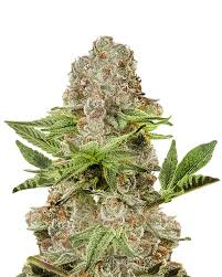Black Diamond Strain Feminized Marijuana Seeds