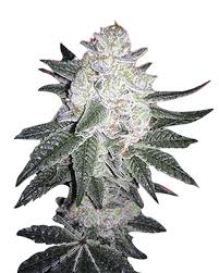 black gorilla strain feminized marijuana seeds