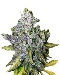 black haze feminized marijuana seeds
