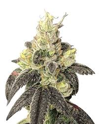 Dark Greenish Black Indica Strain Feminized Marijuana Seeds