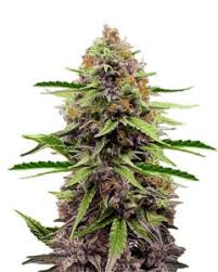 Black Runtz Strain Feminized Marijuana Seeds
