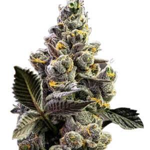 black widow strain feminized cannabis seeds