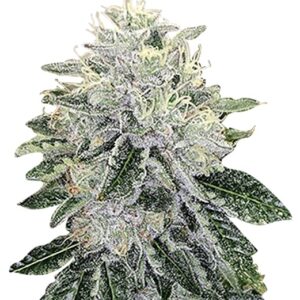 blood diamond og strain feminized cannabis seeds