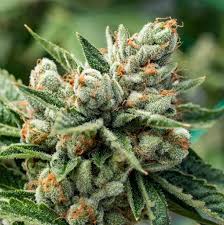 Blood Orange Kush Feminized Cannabis Seeds