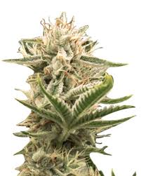blood orange kush feminized marijuana seeds