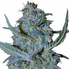 Blue Cheese Strain Feminized Cannabis Seeds