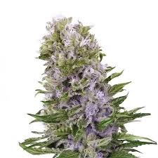 Blue Cookies Strain Feminized Marijuana Seeds