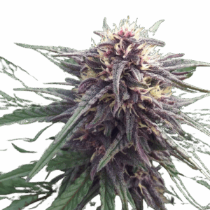 Blue Mylk Feminized Cannabis Seeds