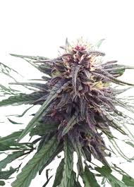 Blue Mylk Strain Feminized Marijuana Seeds