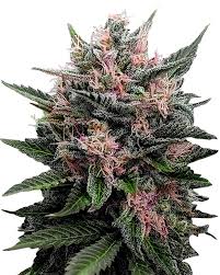 Blueberry Muffin Strain Feminized Marijuana Seeds
