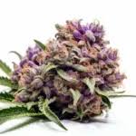 Blueberry OG Strain Feminized Marijuana Seeds
