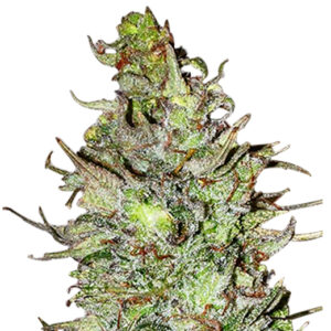 blueberry strain feminized cannabis seeds