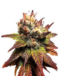Bonkers Strain Feminized Marijuana Seeds