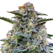 Bruce Banner Strain Feminized Marijuana Seeds