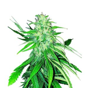 bubblegum strain feminized cannabis seeds