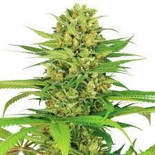 Bubblegum Strain Feminized Marijuana Seeds
