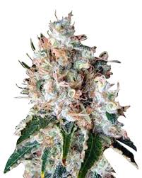 Bubblicious Strain Feminized Marijuana Seeds