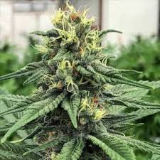 cbd acdc strain feminized cannabis seeds