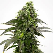 Cafe Racer Feminized Marijuana Seeds