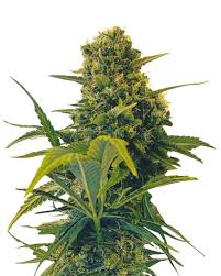 Cake Batter Strain Feminized Marijuana Seeds