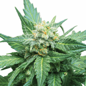 cali kush cbd feminized cannabis seeds