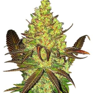 cali kush feminized cannabis seeds