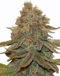 cali kush feminized marijuana seeds