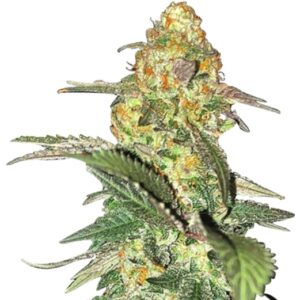 cherry pie strain feminized cannabis seeds