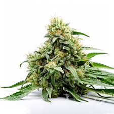 corona kush feminized fast version cannabis seeds