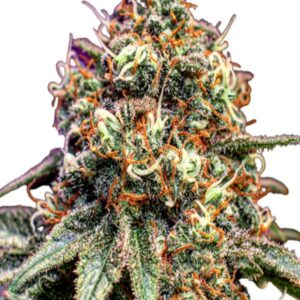 cotton candy strain feminized cannabis seeds