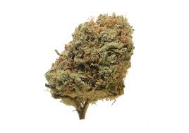 critical mass strain feminized cannabis seeds