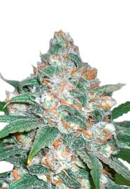 devil’s crack strain feminized cannabis seeds