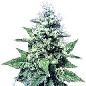 do si dos strain feminized cannabis seeds