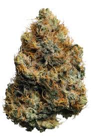 fatso strain feminized cannabis seeds