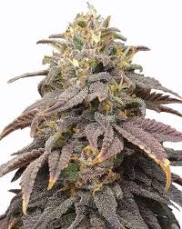 forbidden fruit strain feminized cannabis seeds