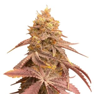 god’s gift strain feminized cannabis seeds