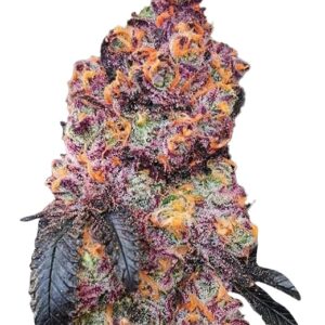 gorilla chip strain feminized cannabis seeds
