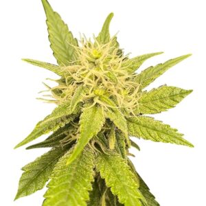 grandaddy bruce strain feminized cannabis seeds
