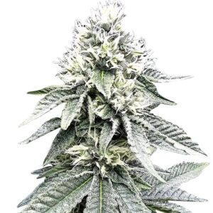 Great White Shark Strain Feminized Cannabis Seeds