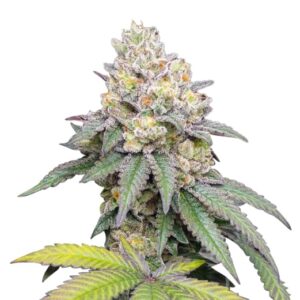 hash plant strain feminized cannabis seeds
