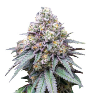 hawaiian skunk strain feminized cannabis seeds