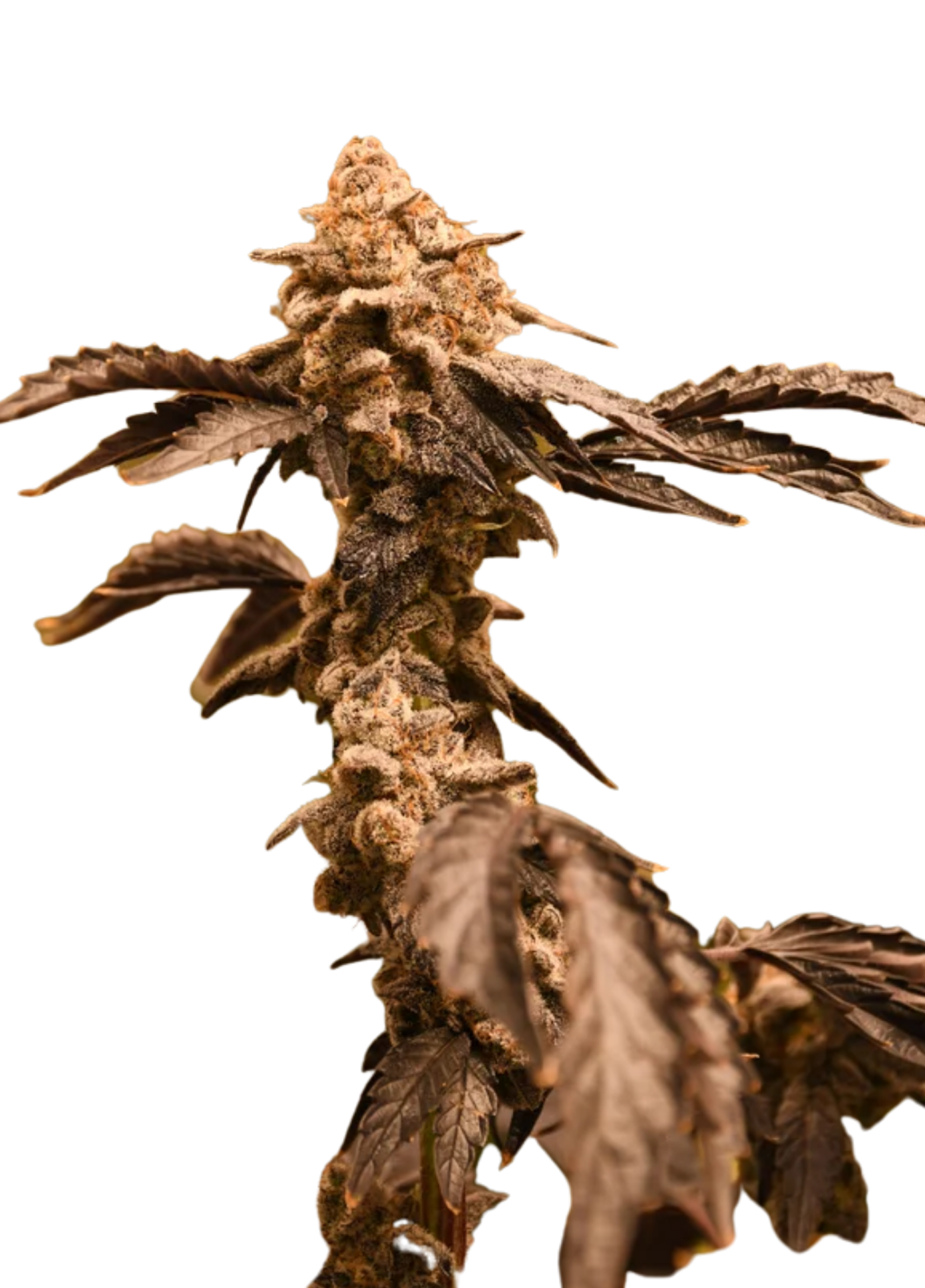 intergarlactic budder feminized cannabis seeds intergarlactic budder feminized cannabis seeds